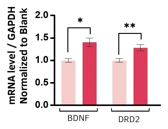 Bar chart of BDNF and DRD2 mRNA levels normalized to blank