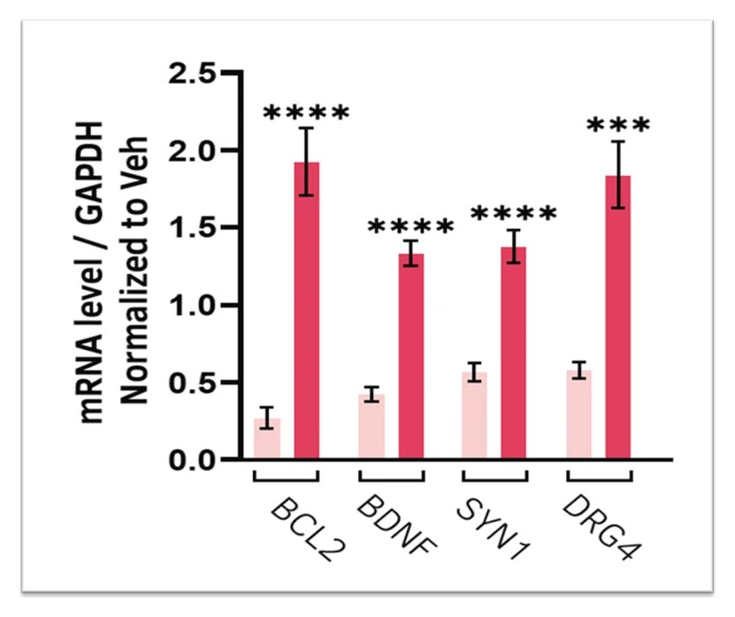 Bar chart of BCL2, BDNF, SYN1 and DLG4 mRNA levels